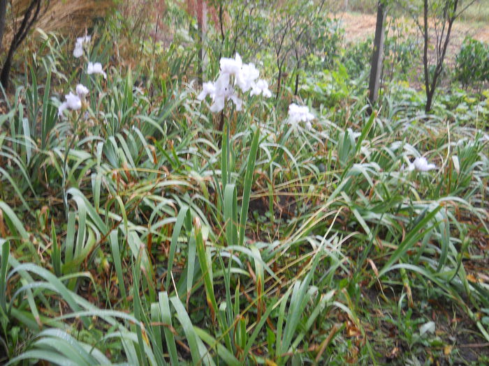 Iris remontant English Cottage - Flori din gradina  2014