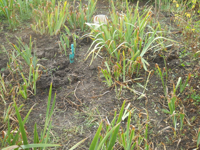 Irisi salvati din buruieni