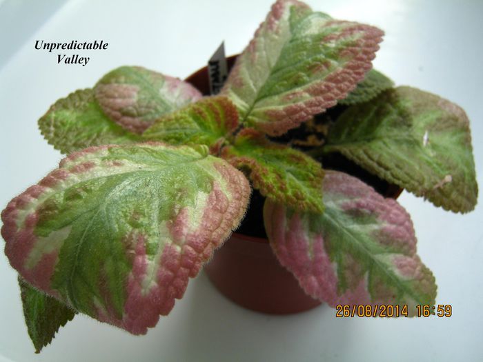 Unpredictable Valley - Episcia_U