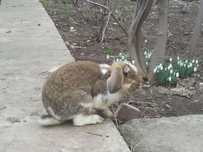 GREERASH - BERBEC GERMAN ARHIVA