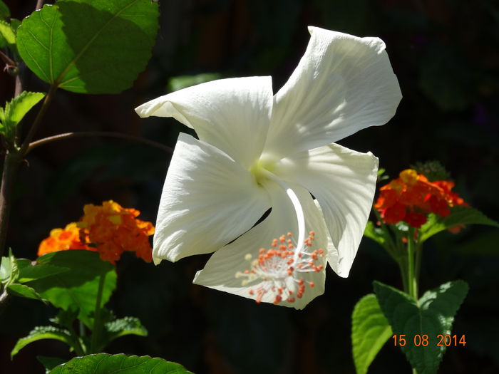 DSC06870