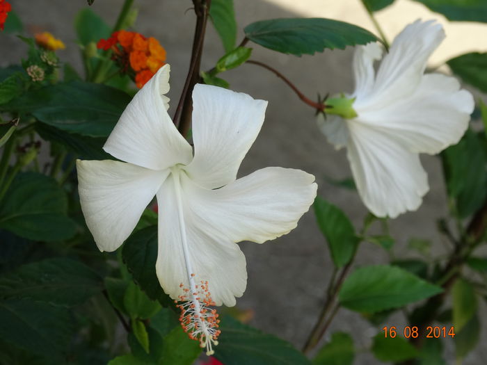DSC06938