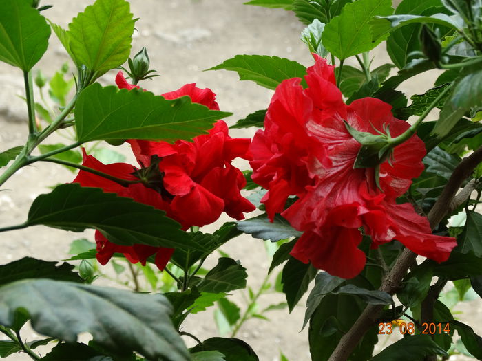 DSC07294