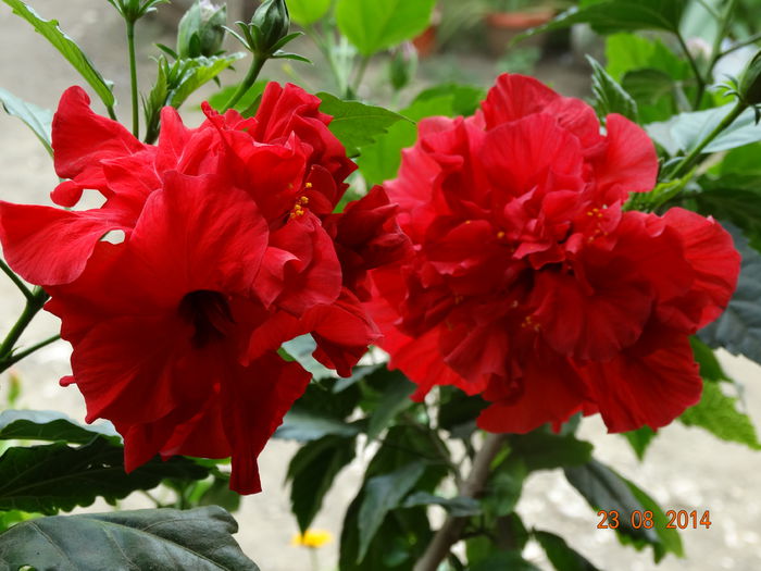 DSC07299