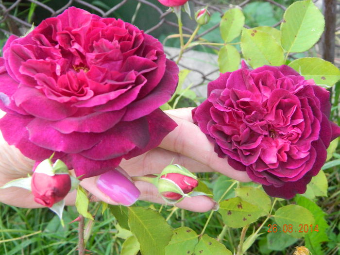 DSCN9229 - 0 Primii trandafiri
