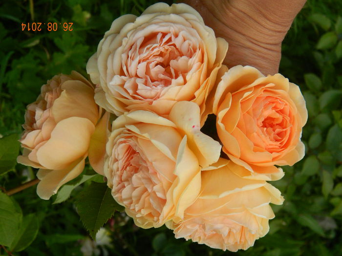 DSCN9237 - 0 Primii trandafiri