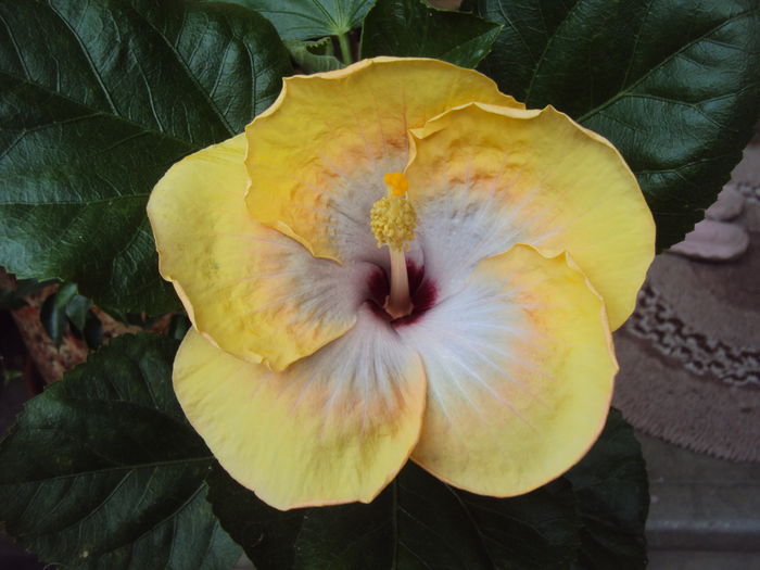 DSC02553 - Hibiscus