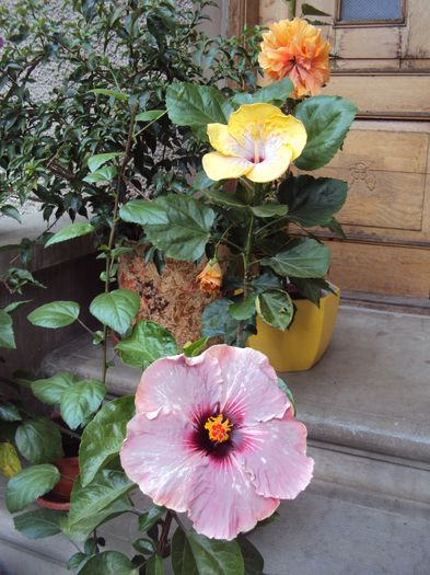 DSC02555 - Hibiscus