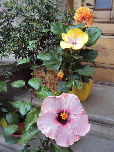 DSC02556 - Hibiscus