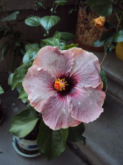 DSC02571 - Hibiscus