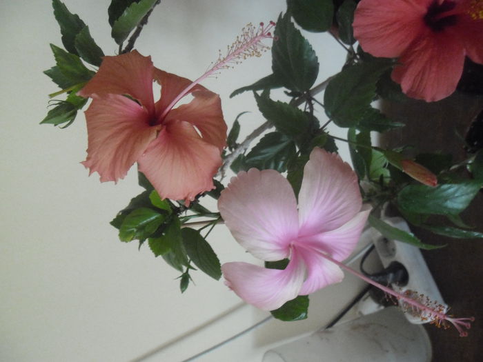 Hawaian Salmon Sport +  Dainty Pink