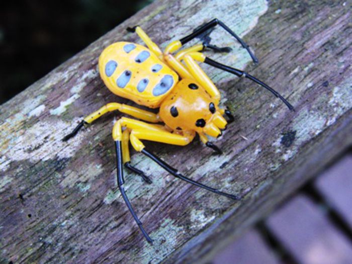 Platythomisus octomaculatus