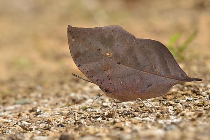 Kallima Inachus Siamensis