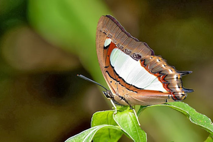 Polyura Arja