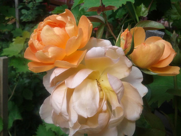 20140823_094832 - Dimov 13 catarator-English rose -Pat Austin