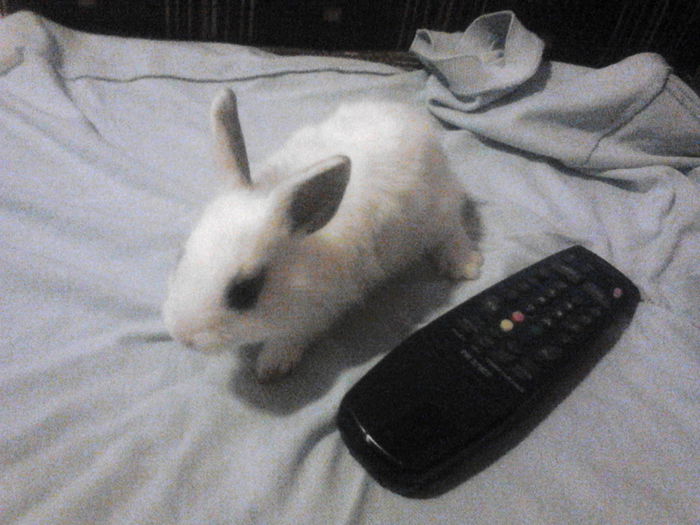 IMG_20140826_204613 - 10-09-2014 IEPURASI PITICI DE VANZARE