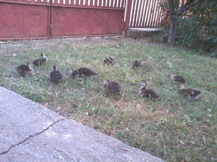 in cautare de insecte