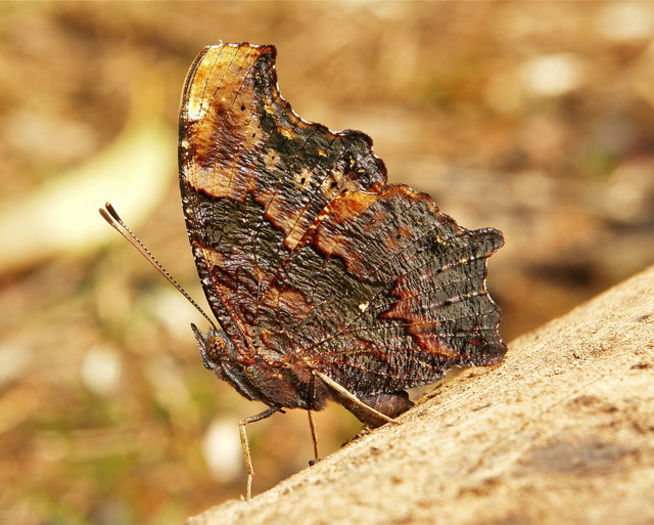 Kaniska canace - Fluturi si insecte