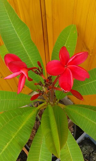 20140824_125912 - achizitie noua plumeria august 2014