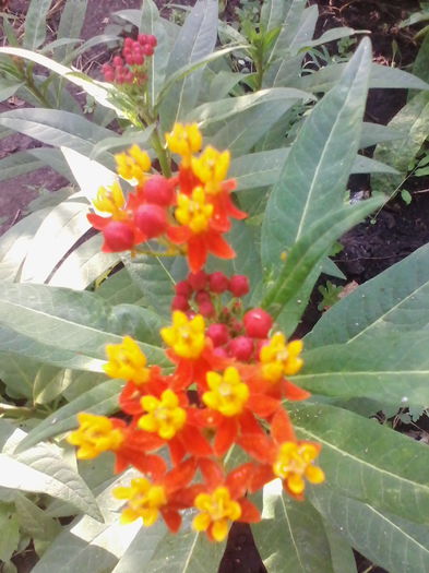 asclepias curassavica - a-a VARA-FLORI-2014