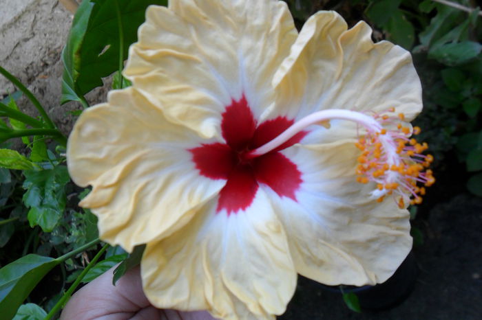 Picture 099 - hibiscusi 2014-2