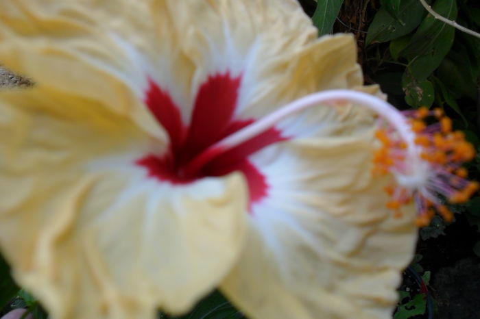 Picture 106 - hibiscusi 2014-2