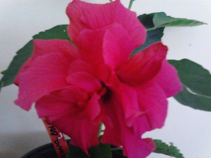 10596126_1530115377224311_1726464733_n