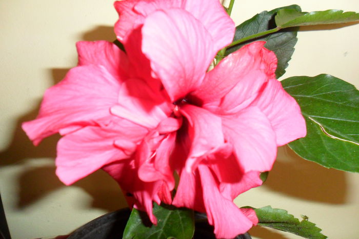 Picture 130 - hibiscusi 2014-2