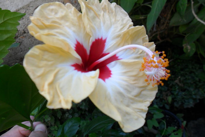 Picture 107 - sylvia goodman
