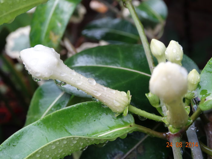 DSC07416 - Plante in ghiveci 2014