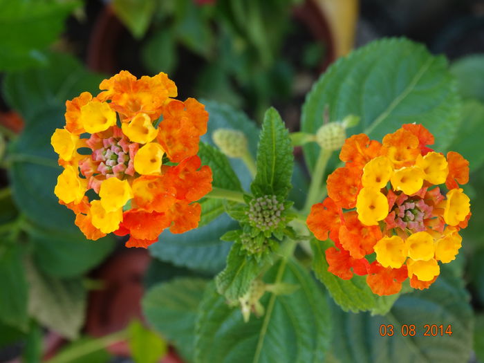 DSC06302 - Plante in ghiveci 2014
