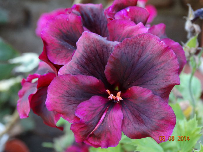 DSC06317 - Plante in ghiveci 2014