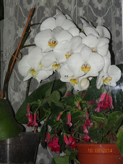 DSC06776 - Plante in ghiveci 2014
