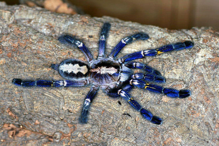 Poecilotheria metallica - Fluturi si insecte