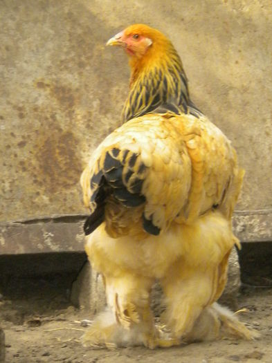 DSCN7272 - tineret 2014