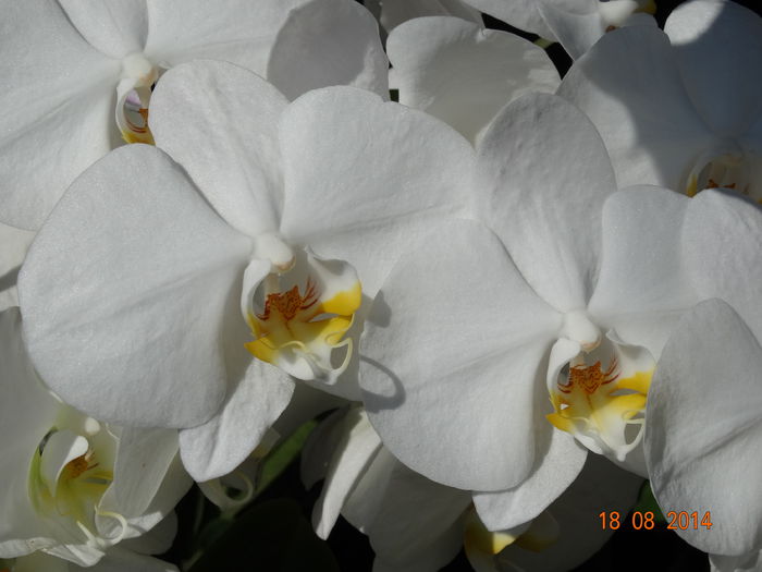 DSC07102 - Plante in ghiveci 2014