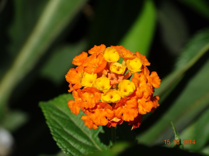 DSC06874 - Plante in ghiveci 2014