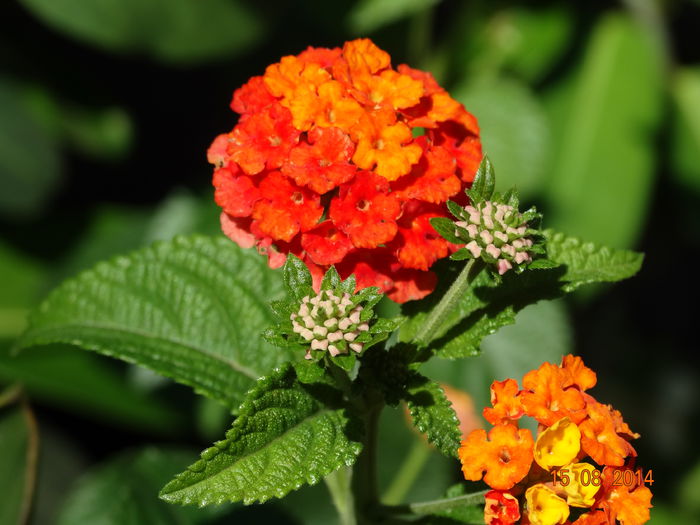 DSC06877 - Plante in ghiveci 2014