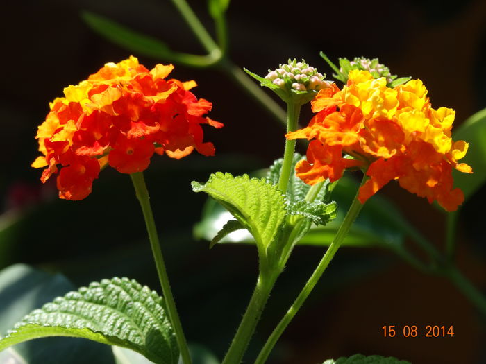 DSC06878 - Plante in ghiveci 2014