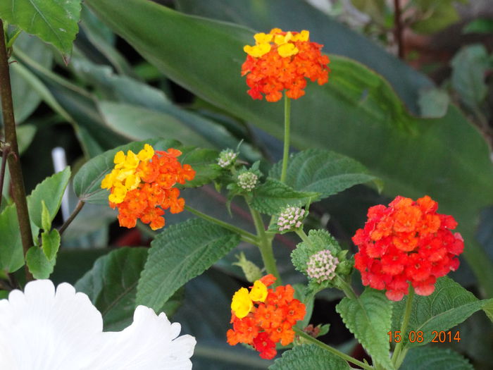 DSC06910 - Plante in ghiveci 2014