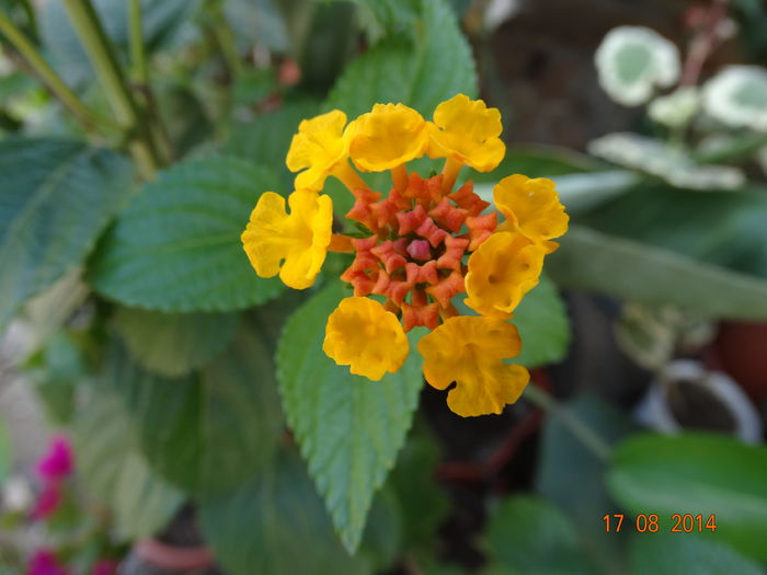 DSC06947 - Plante in ghiveci 2014