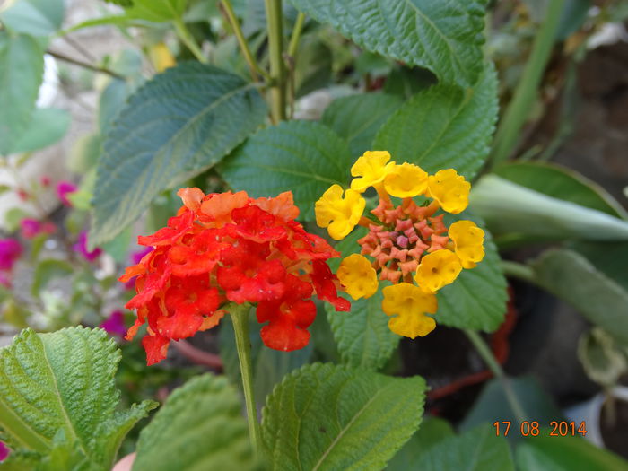 DSC06948 - Plante in ghiveci 2014