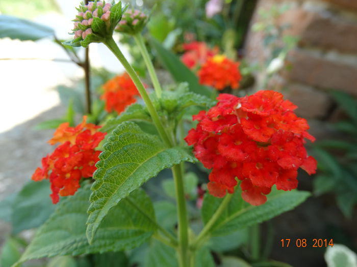 DSC06949 - Plante in ghiveci 2014