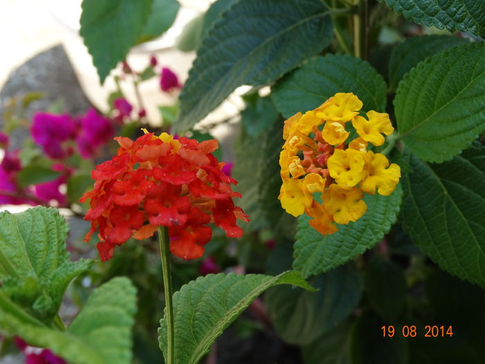 DSC07145 - Plante in ghiveci 2014