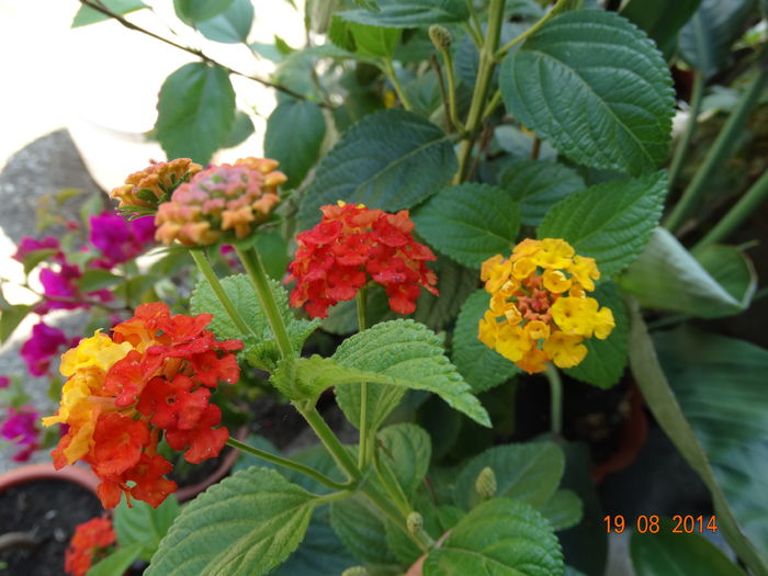 DSC07144 - Plante in ghiveci 2014