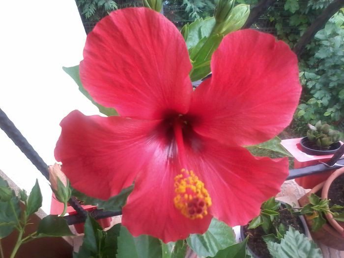 20140827_162735 - Hibiscus 2014-2015