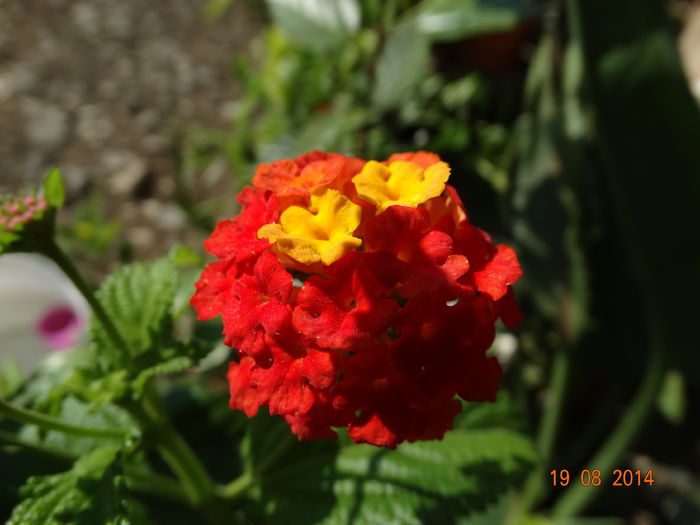 DSC07142