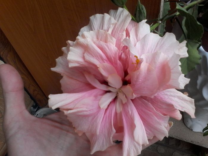 20140826_155749 - Hibiscus 2014-2015