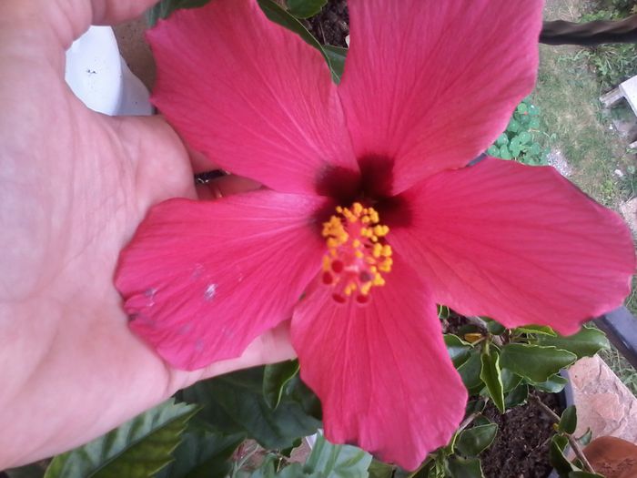 20140826_155815 - Hibiscus 2014-2015