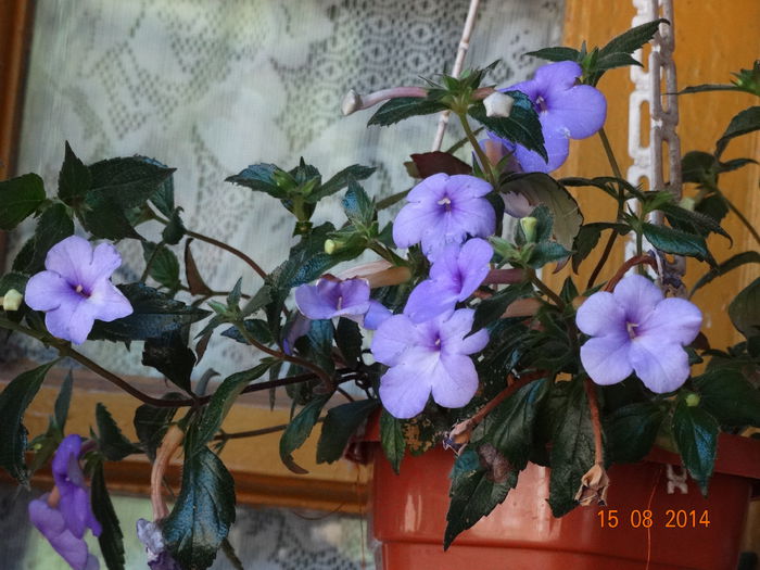 DSC06904
